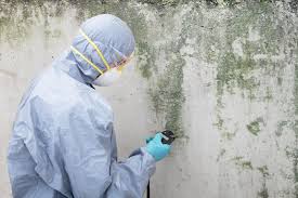 Why You Should Choose Our Mold Remediation Services in Sonterra, TX